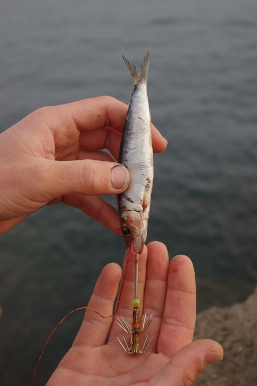 La sardine est enfilée tête la première. On tourne le fil de cuivre autour du corps et on termine avec quelques tours autour de la queue. Ainsi, la sardine résistera beaucoup mieux au lancer.
