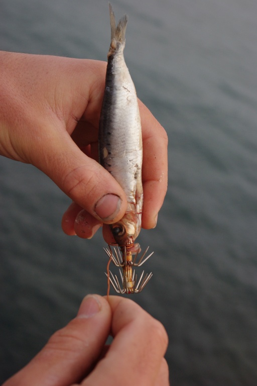 La sardine est enfilée tête la première. On tourne le fil de cuivre autour du corps et on termine avec quelques tours autour de la queue. Ainsi, la sardine résistera beaucoup mieux au lancer.