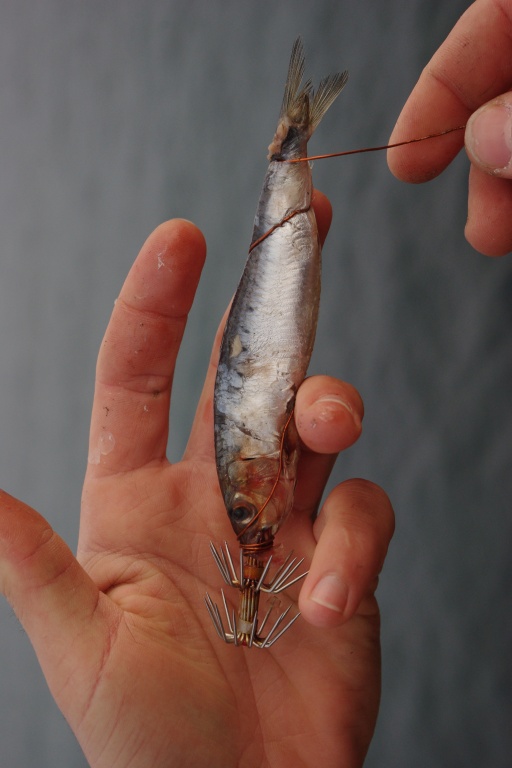La sardine est enfilée tête la première. On tourne le fil de cuivre autour du corps et on termine avec quelques tours autour de la queue. Ainsi, la sardine résistera beaucoup mieux au lancer.