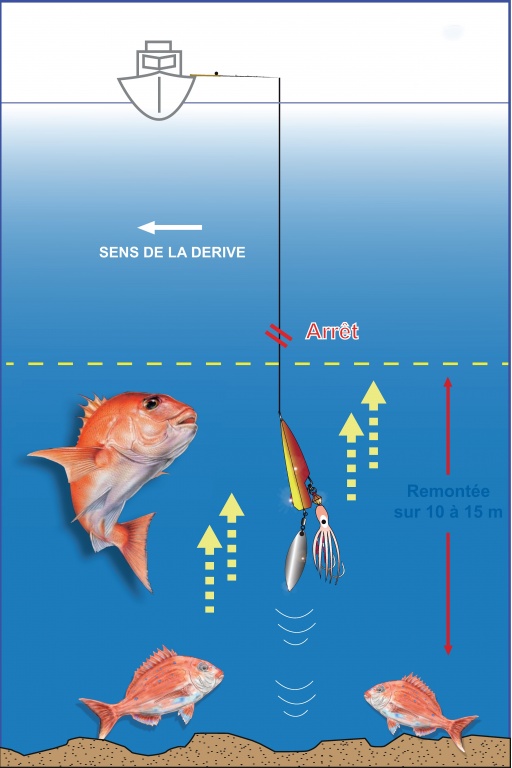 Une remontée de 10 à 15 m en partant du fond est suffisante quand on recherche des carnassiers benthiques (pagres, chapons, dentis, etc.)