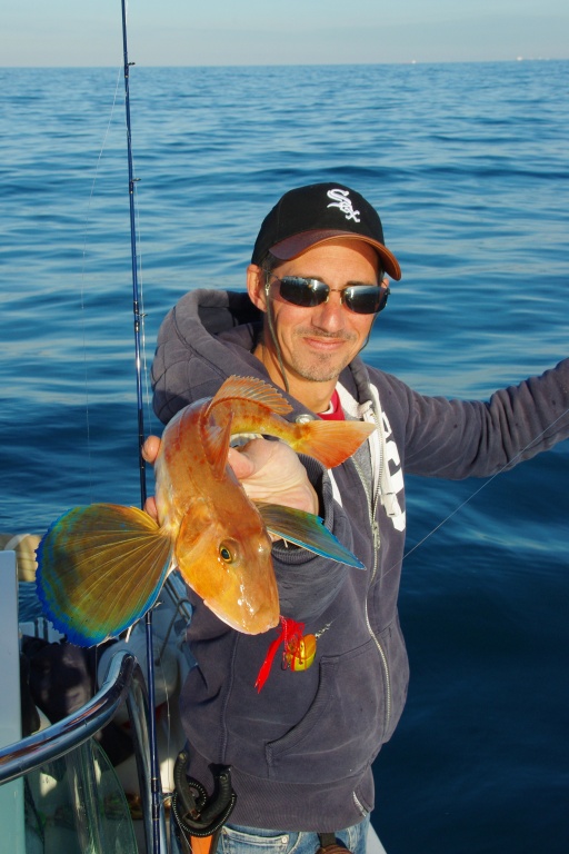 Les pectorales d’un grondin perlon ressemblent à de véritables ailes !