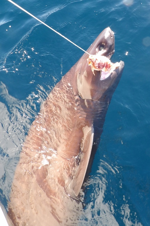 Le requin griset ne souffre pas de décompression et s’avère très vigoureux en surface !