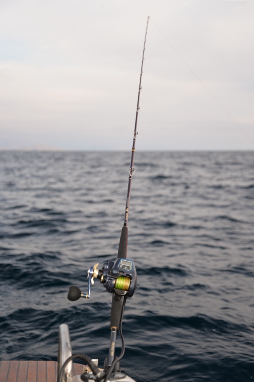 Associée à un moulinet électrique Sea King 550 HP WFT, la canne In Shore C198 Top Fishing forme un combo idéal !