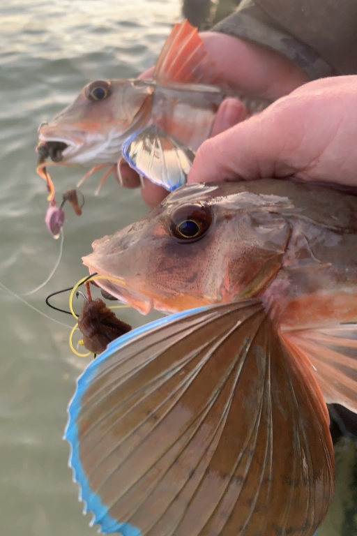 Impressionnant doublé de grondins perlons au tenya