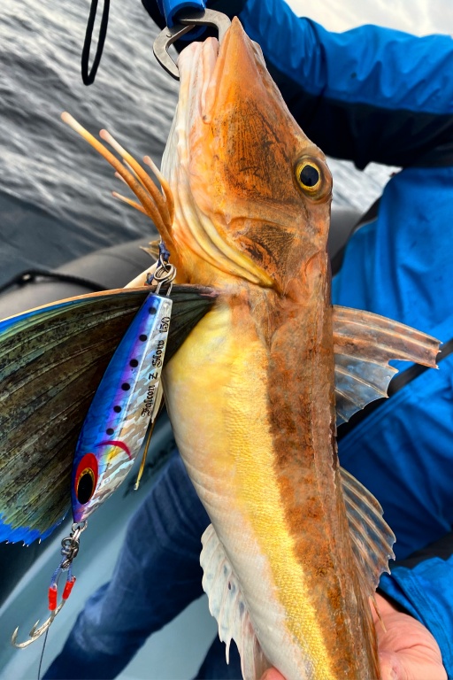 Ce gros grondin perlon a été pêché au slow jig