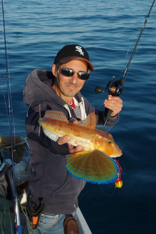 Avec ses larges nageoires bleu turquoise, le grondin perlon est un poisson magnifique !
