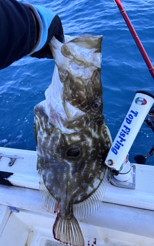 Aujourd’hui en live, pêche d’un magnifique Saint-Pierre