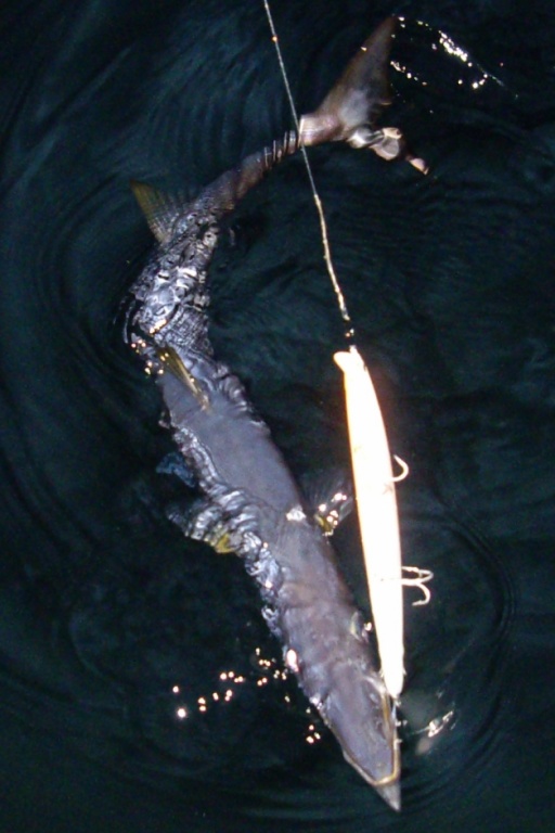 une belle prise d'un barracuda