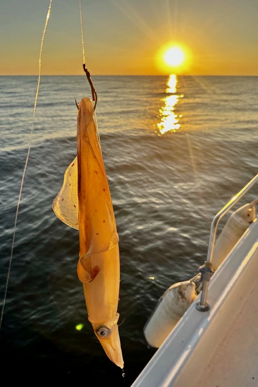 Pêche au calamar une photo de Philippe Maréchal