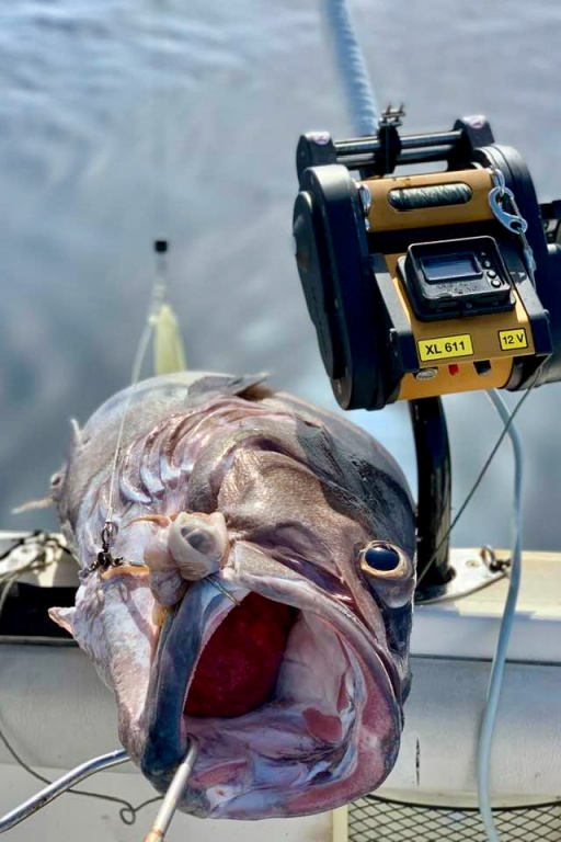 Très beau cernier pris au moulinet Kristal Fishing XL611