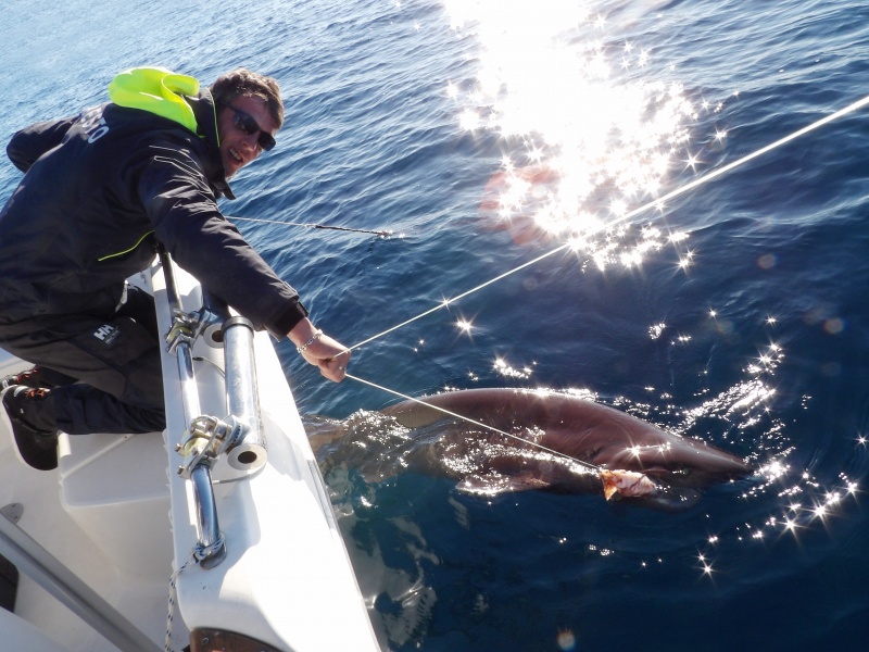Un requin griset est un poisson impressionnant !