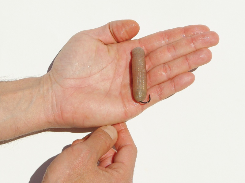 Un bibi esché à l’aiguille est un excellent appât pour le grondin !