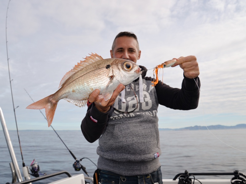 Cette dorade rose est la preuve que la phosphorescence hyper puissante du Squid Game Slider X-Paragon le rend très attractif en grandes profondeurs.
