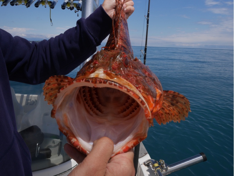 Quand on voit la largeur de la gueule d’un chapon, on comprend que des hameçons de bonnes tailles sont préconisés pour les pêches profondes