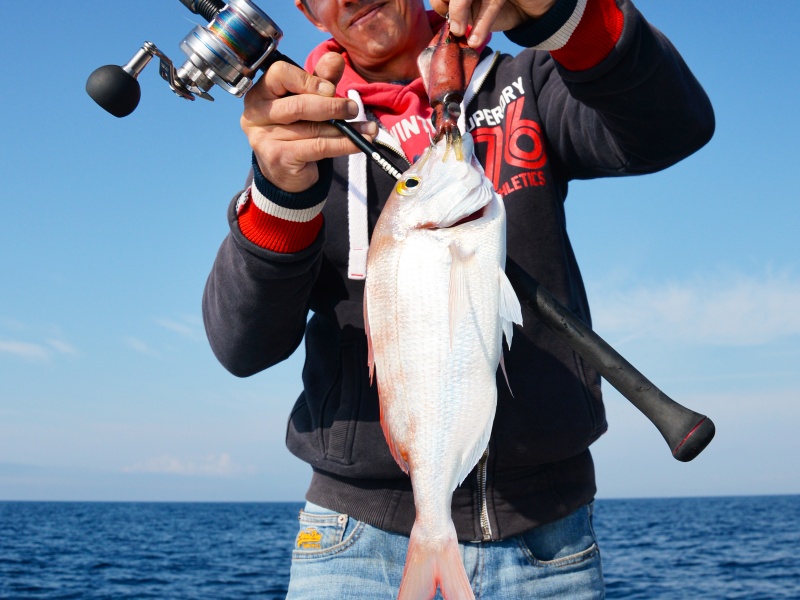 12-leurres-calamars-jlc-sont-rare-efficacite-sparides-carnassiers.jpg Les leurres Calamars JLC sont d’une rare efficacité sur les sparidés carnassiers !