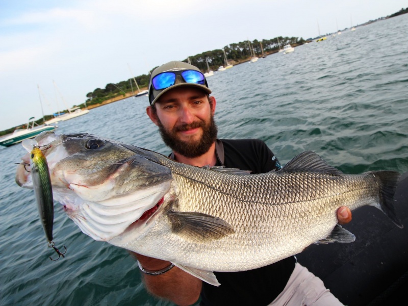 Le 3DB Jerkbait Yo-Zuri est d’une rare efficacité sur les beaux bars !