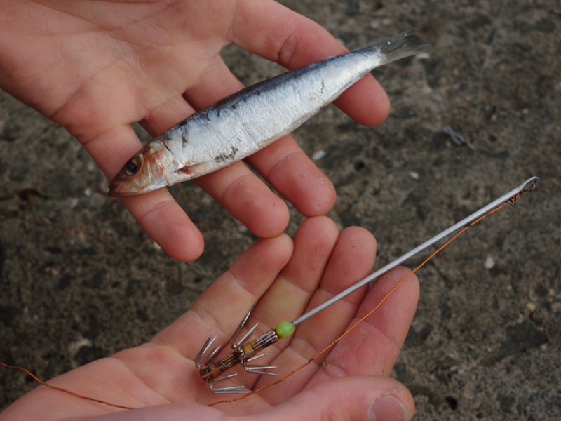 Astuce du fil metallique poru un meilleur maintien de la sardine
