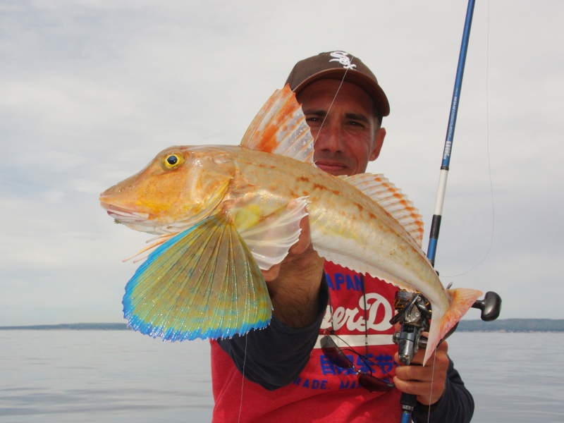Magnifique grondin perlon d’1,4 kg pris au ver Américain !