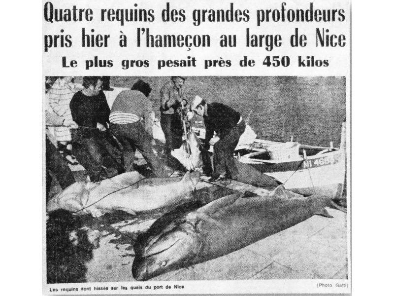 Auparavant, les requins grisets étaient pêchés à la palangre par des professionnels (extrait dun Nice Matin des années 70)