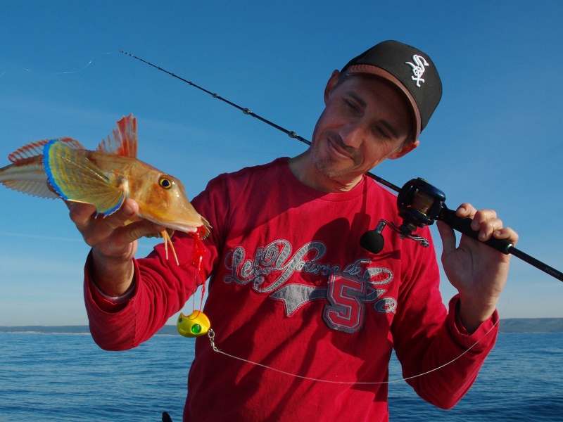 Grondin perlon pêché au madaï sans appâts !