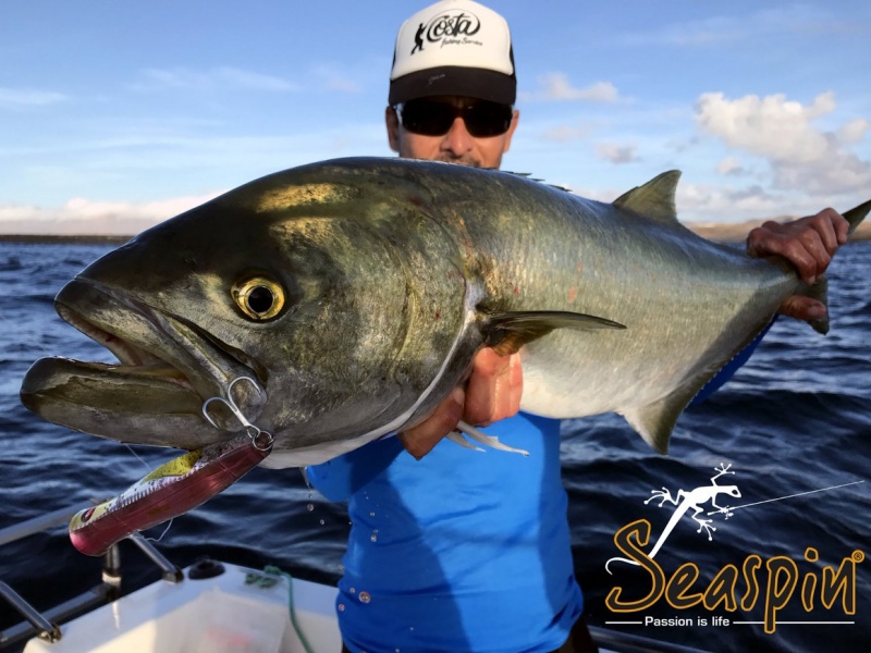 22-seaspin-leurres-au-top.jpg Magnifique tassergal pris avec le popper TOTO Seaspin !