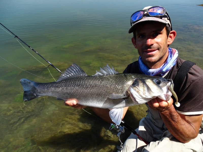 Bar pris en finesse dans des herbiers avec un shad Elite Shiner monté sur une tête plombée texane Finess Nose Jig Head