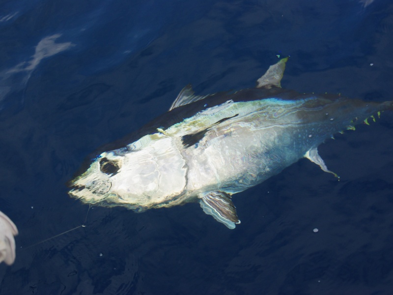 Beau thon rouge pris au vif en pêchant au broumé !