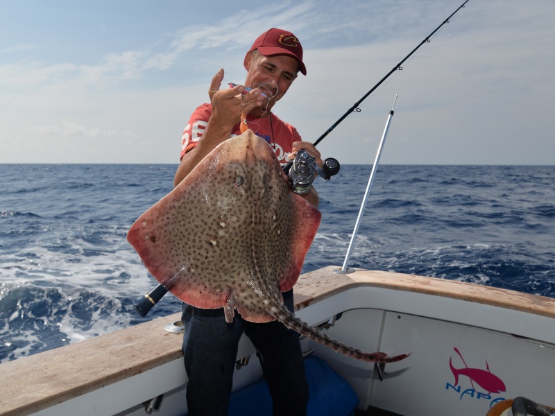 Lanières et tentacules de calamars découpées aux ciseaux