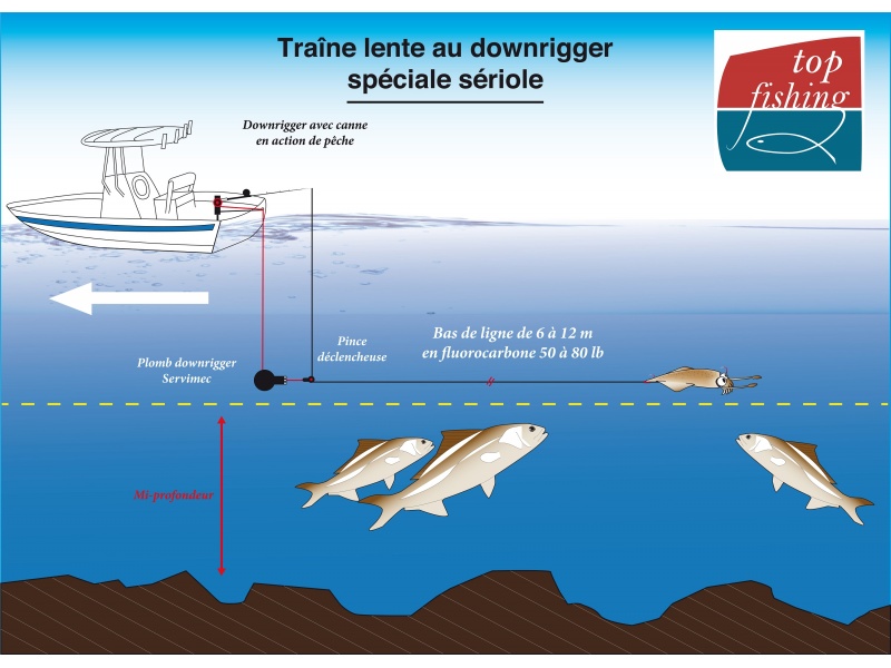 Comment faire de la traîne lente au downrigger pour rechercher les sérioles !