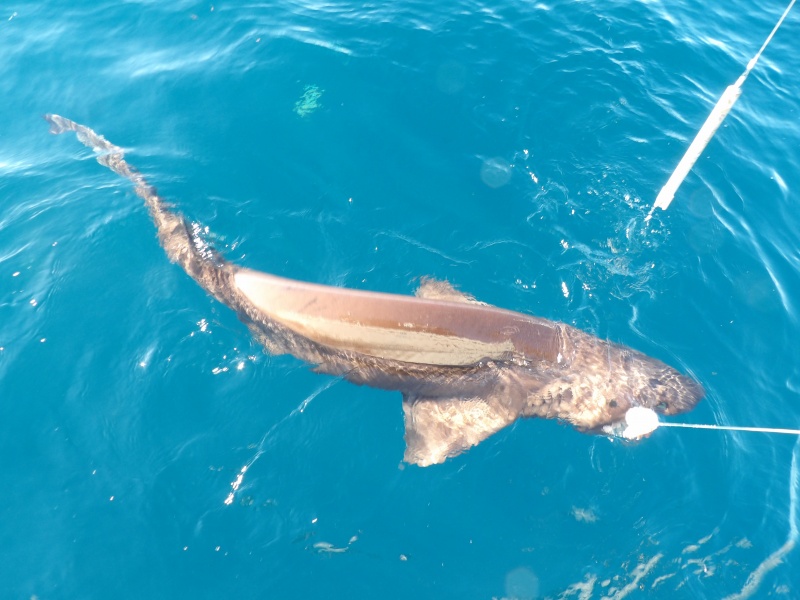27-peche-du-requin-griset-en-grandes-profondeurs.jpg Requin griset arrivant au bateau
