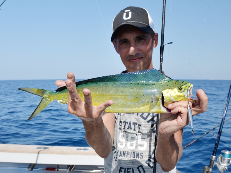 Coryphène prise au lancer au casting jig 