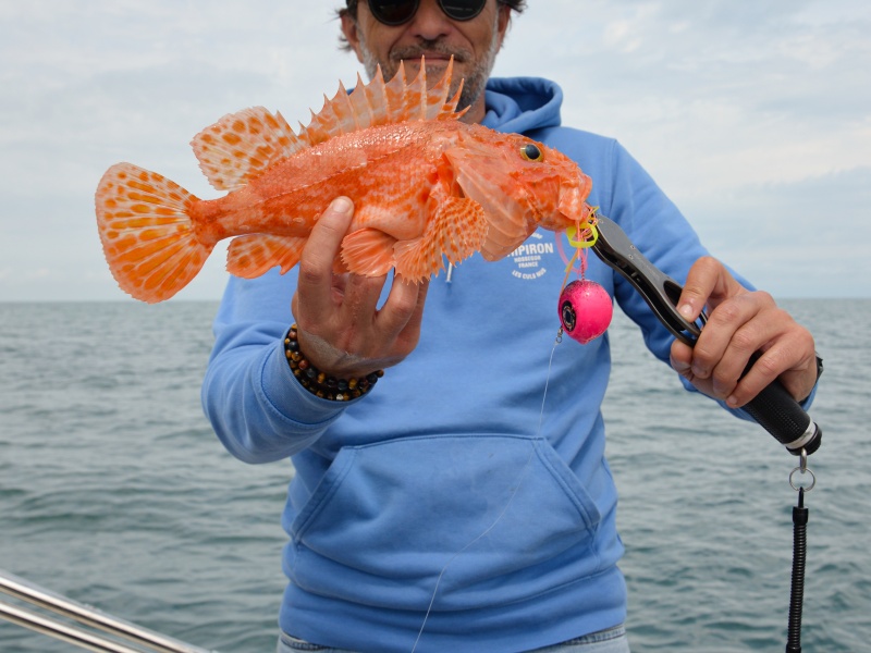 Chapon pêché à l’Omega Slider Head X-Paragon 