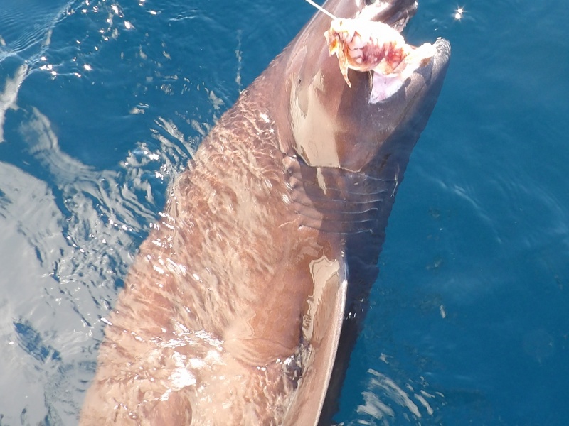 Le requin griset ne souffre pas de décompression et s’avère très vigoureux en surface ! 