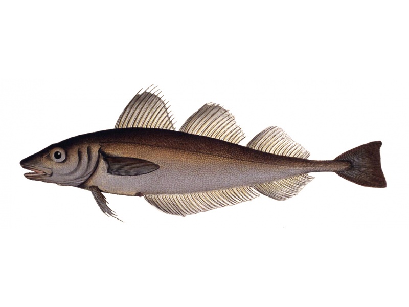 Le merlan est un poisson qui n’a aucun rapport avec le merlu (Merlangius merlangus : illustration de Ichtyologie ou Histoire naturelle et générale et particulière des poissons – Bloch Marcus Elieser – 1795 – 1797 - Source Wikimedia