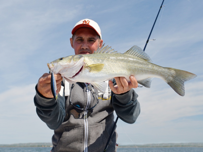 Prise d’un beau bar au Fluge S Trefle Creation lors de nos essais terrain de cette nouveauté 2025 essayé bien avant sa sortie en France. 