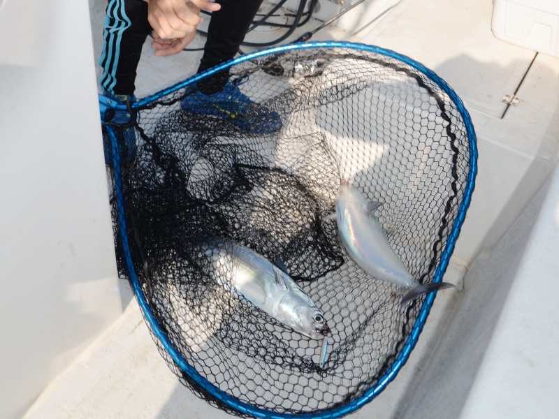 Doublé de bonitous à la Cuiller Anchois L-Jack Jig Flashmer !