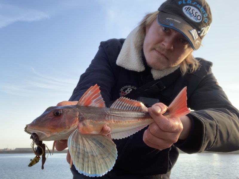 Grondin perlon pêché du bord avec un tenya Explorer Shallow Explorer Tackle esché avec de l’arénicole