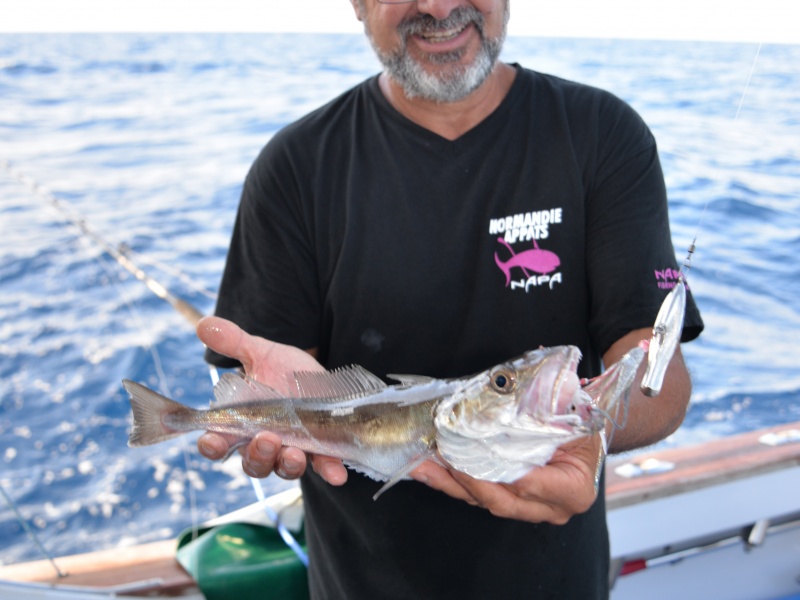 31-merlu-pris-avec-inchiku-daiwa-.jpg Merlu pris avec un inchiku Daiwa en grandes profondeurs