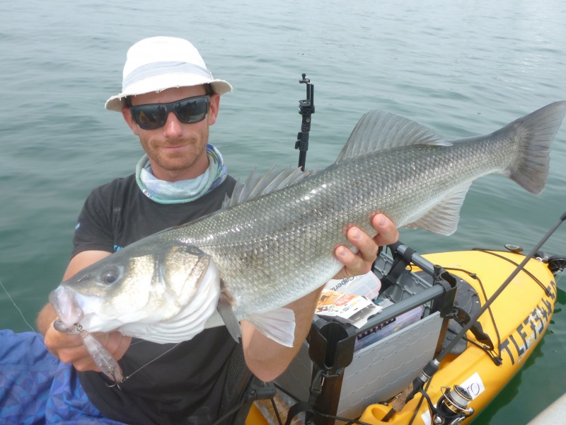 Le 3 DB Pencil Yo-Zuri fait monter de beaux poissons !