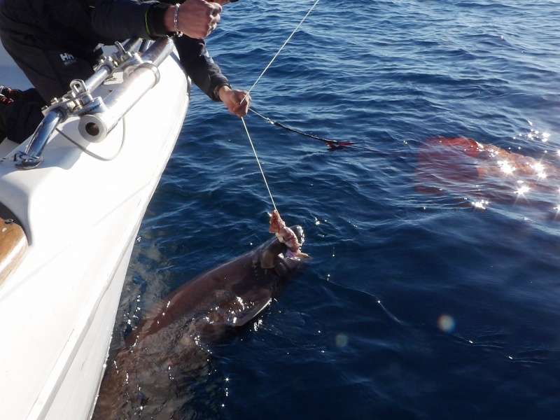 Fabien Harbers avec un griset de 3 m ! 
