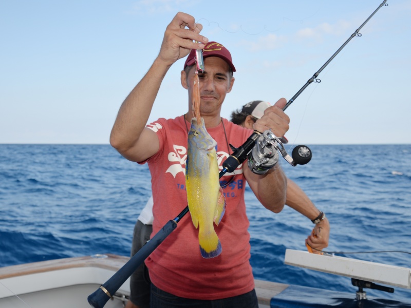 Superbe crénilabre paon pêché avec un inchiku Pirate Daiwa !