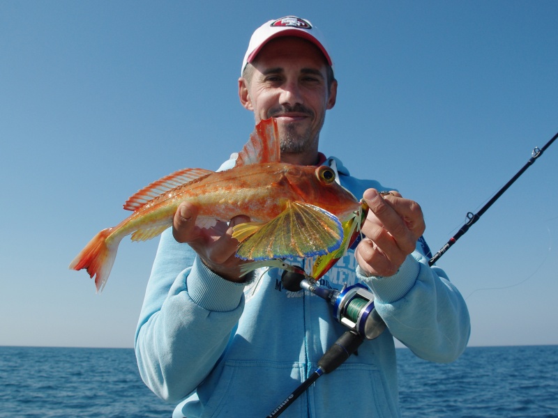 Les grondins perlons mordent parfois sur les slow jigs