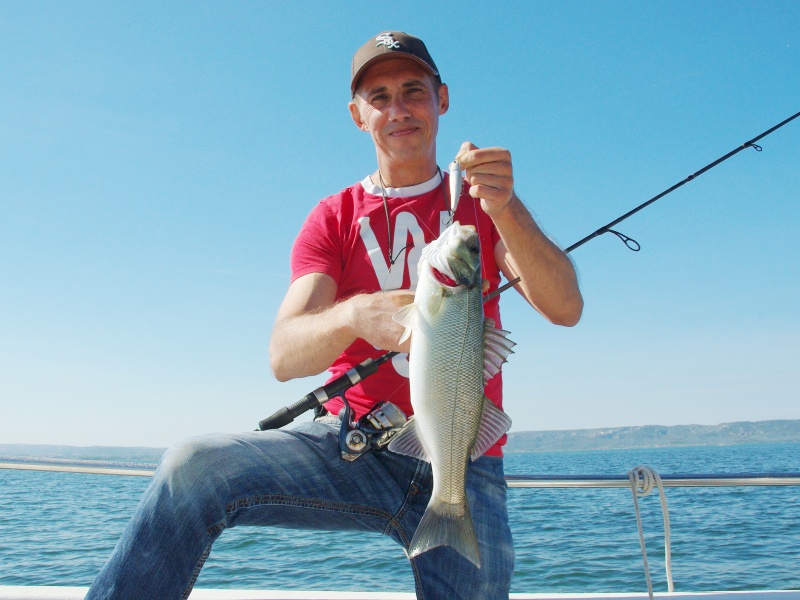 Joli bar pêché avec un stickbait Chihuahua Luna Bait !
