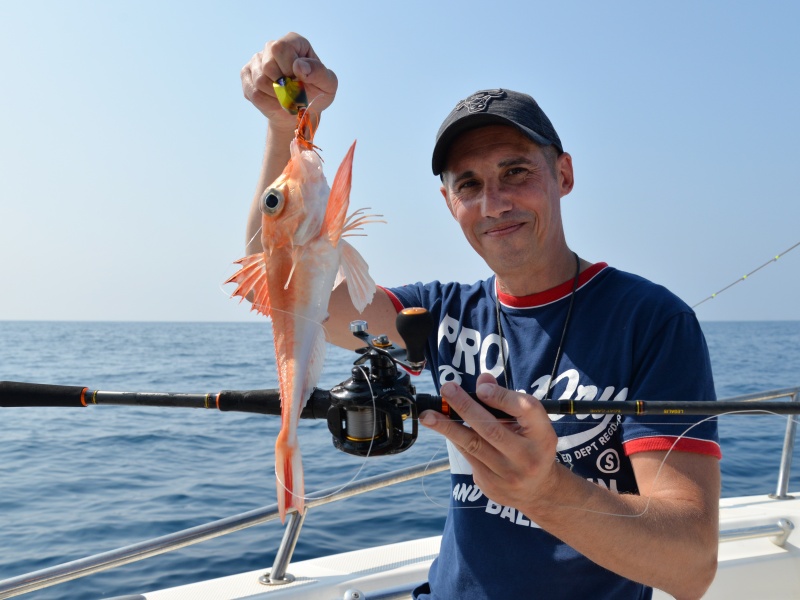 Un grondin rouge pris au madaï jig. Afin de le distinguer du grondin perlon, sachez que le grondin rouge a un front plus abrupt et que ses pectorales sont petites et de couleur unie.
