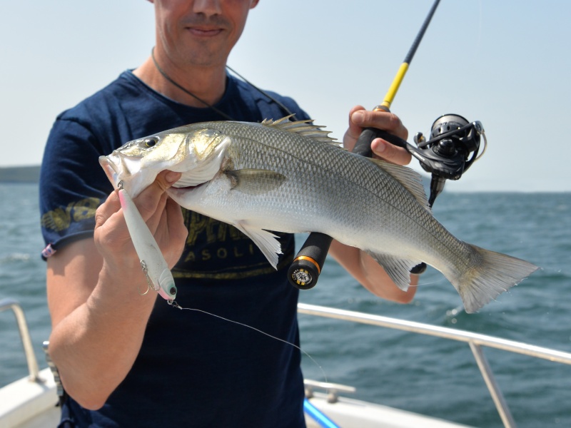 41-chihuahua-110-valeur-sure.jpg Joli bar pêché avec un stickbait Chihuahua Luna Bait !