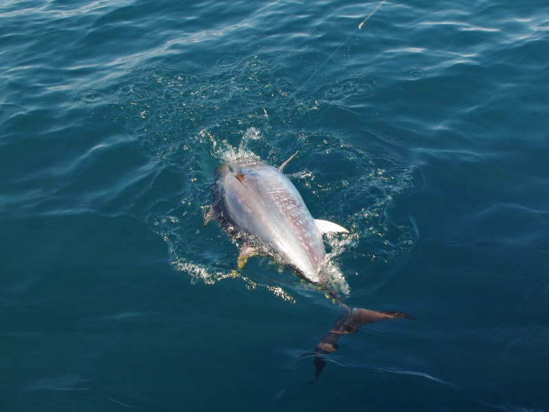Le shad Natural Sardine Bertox est d’une redoutable efficacité sur les thons rouges !