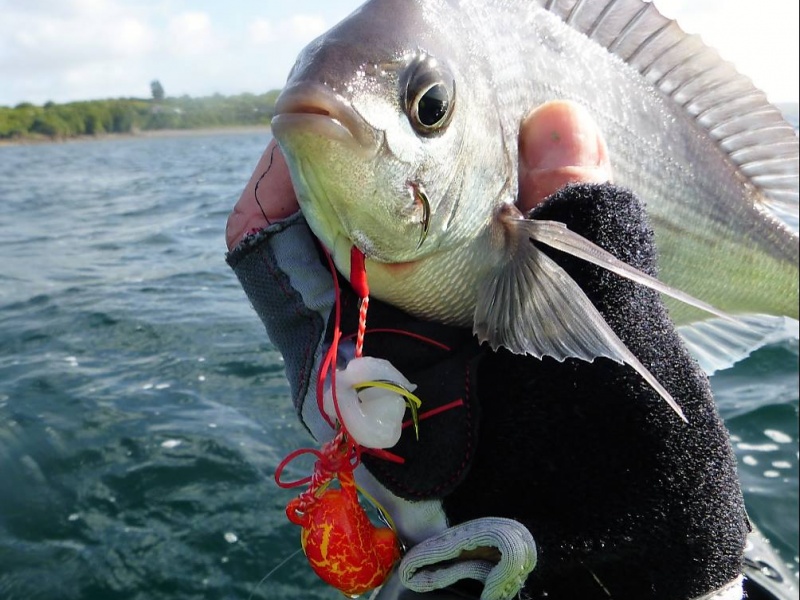 Cette dorade grise a succombée à une lanière de calamar montée sur un tenya Deep Bream