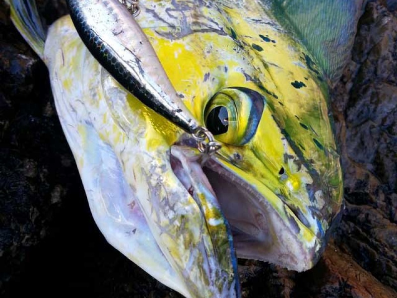 Coryphène prise au Janas 107 en shore jigging ! 