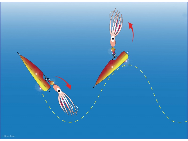 L’articulation entre le corps et l’octopus donne à l’inchiku une nage très attractive !