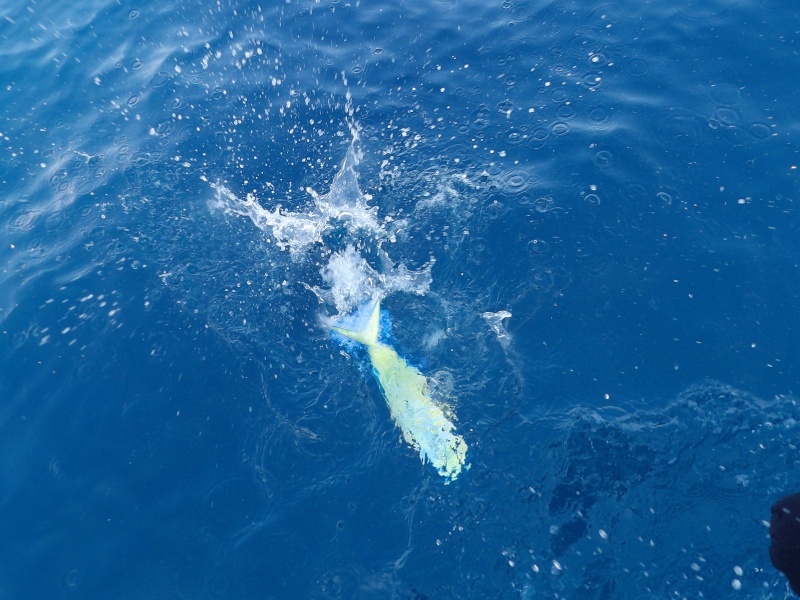 La coryphène est une extraordinaire combattante capable de sauts hors de l’eau et de redémarrages impressionnants !